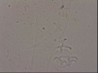 Hypsibius dujardini image