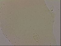 Hypsibius dujardini image