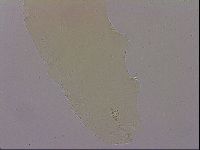 Hypsibius dujardini image