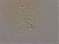 Hypsibius dujardini image