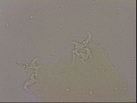 Hypsibius dujardini image