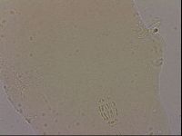 Hypsibius dujardini image