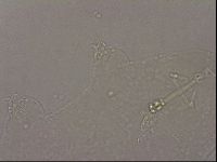 Hypsibius dujardini image
