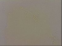 Hypsibius dujardini image