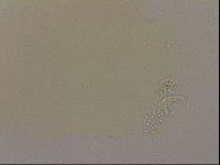 Hypsibius dujardini image