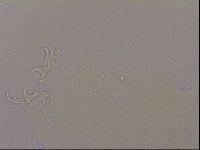 Hypsibius dujardini image