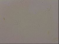 Hypsibius dujardini image