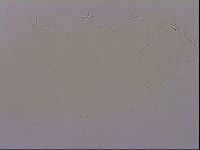 Hypsibius dujardini image