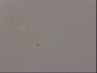 Hypsibius dujardini image