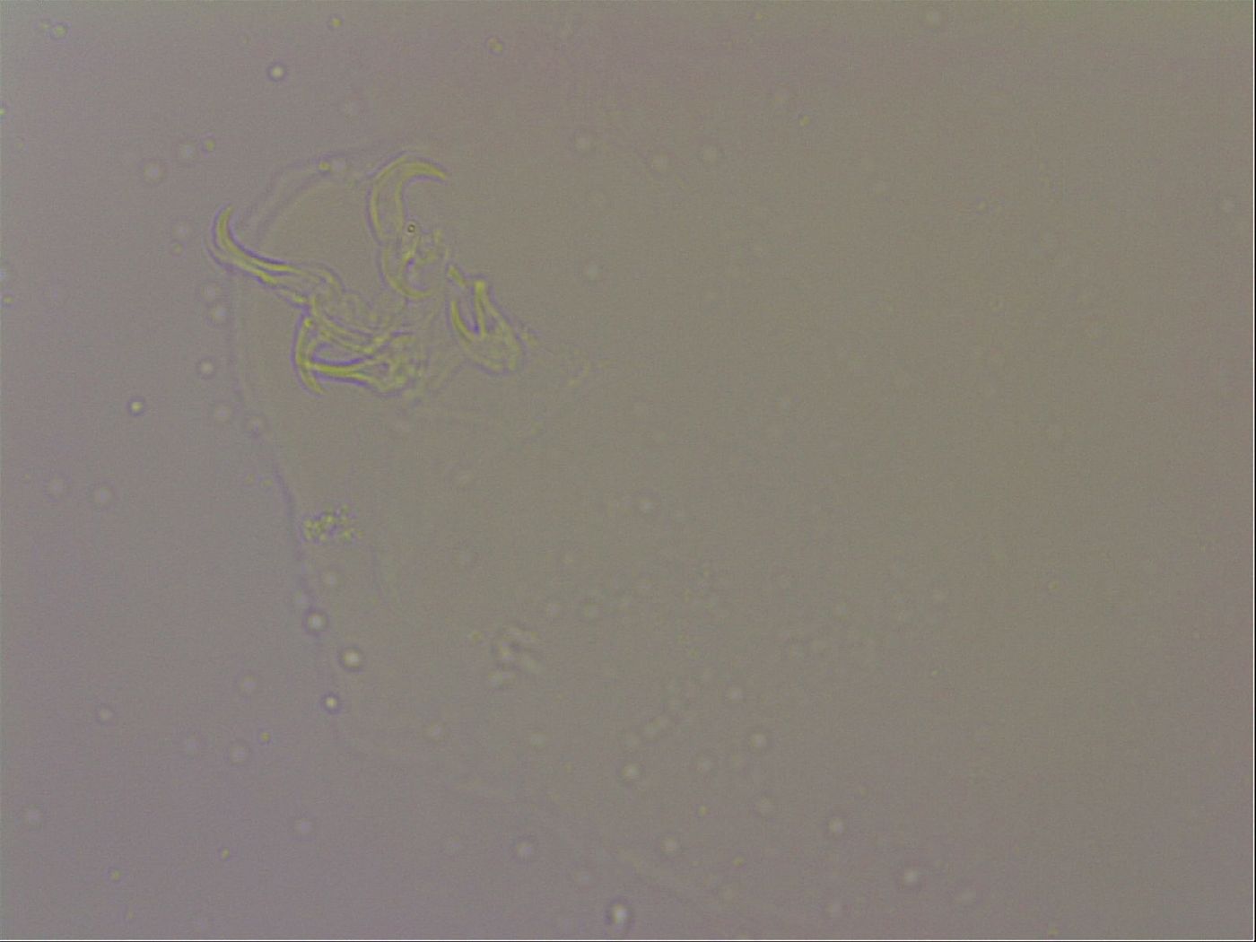 Hypsibius dujardini image