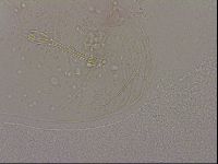 Hypsibius dujardini image