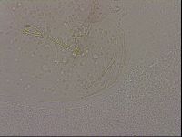 Hypsibius dujardini image