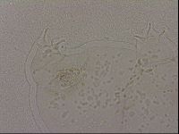 Hypsibius dujardini image