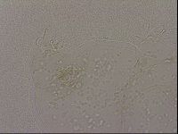 Hypsibius dujardini image