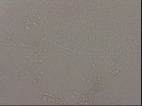 Hypsibius dujardini image