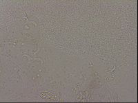 Hypsibius dujardini image