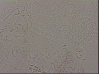 Hypsibius dujardini image