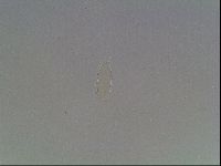 Hypsibius dujardini image