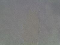 Hypsibius dujardini image