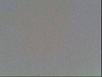 Hypsibius dujardini image