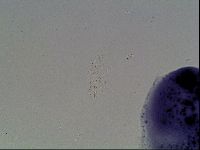 Hypsibius dujardini image