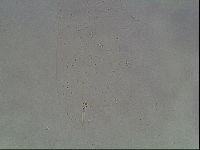 Hypsibius dujardini image