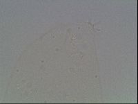 Hypsibius dujardini image