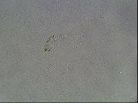 Hypsibius dujardini image