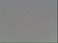 Hypsibius dujardini image