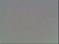 Hypsibius dujardini image