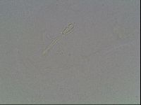 Hypsibius dujardini image