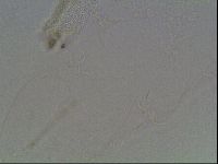 Hypsibius dujardini image
