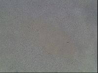 Hypsibius dujardini image