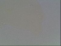Hypsibius dujardini image