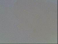 Hypsibius dujardini image