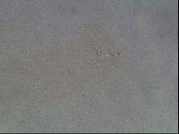 Hypsibius dujardini image