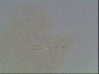 Hypsibius dujardini image