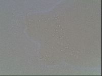 Hypsibius dujardini image