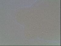 Hypsibius dujardini image