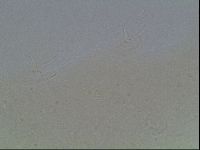 Hypsibius dujardini image