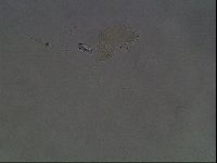 Hypsibius dujardini image