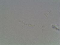 Hypsibius dujardini image