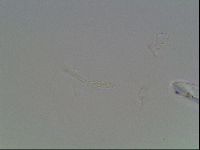 Hypsibius dujardini image