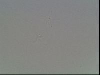Hypsibius dujardini image