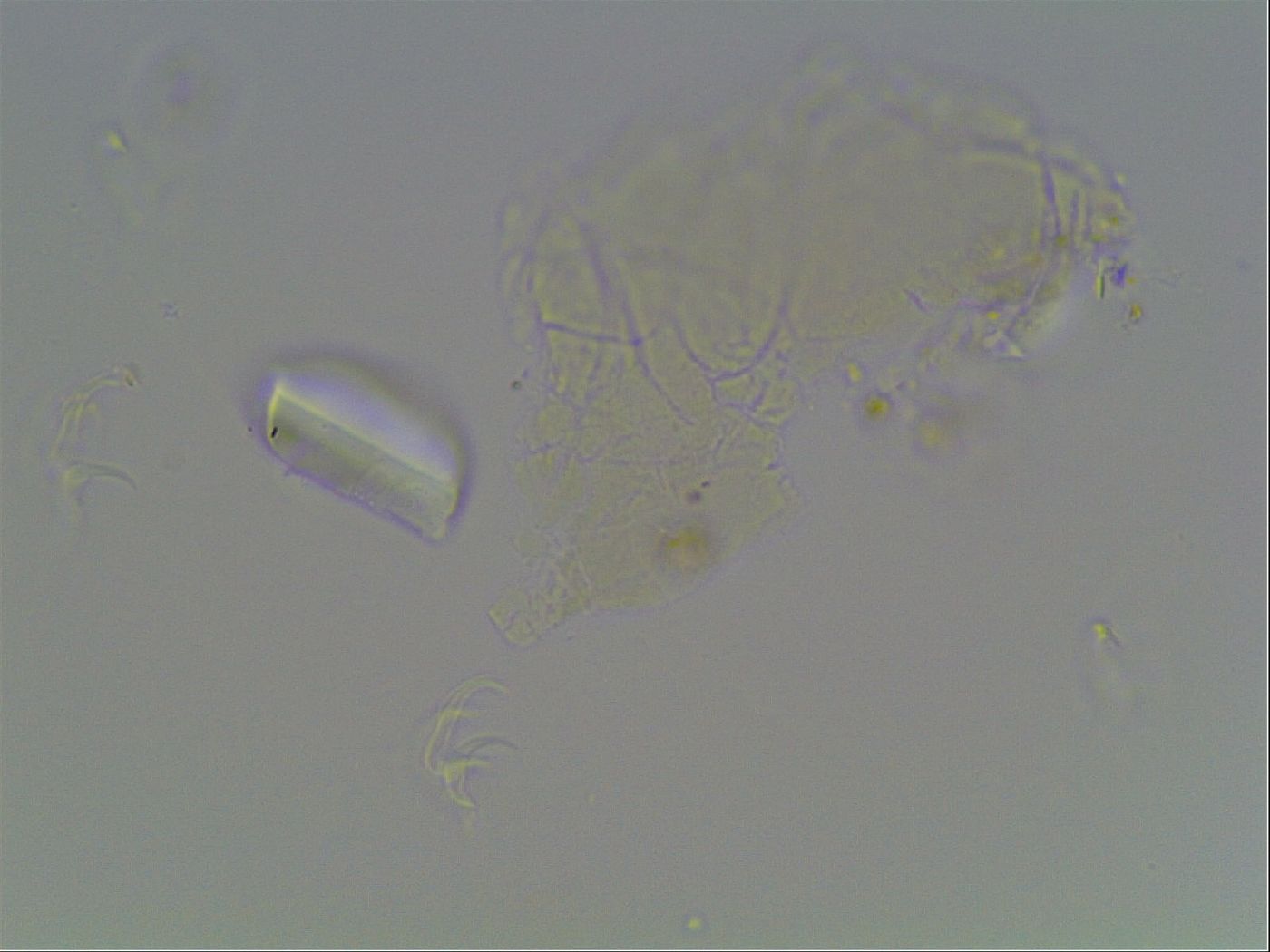 Hypsibius dujardini image