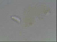 Hypsibius dujardini image