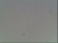 Hypsibius dujardini image