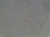 Hypsibius dujardini image