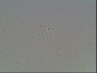 Hypsibius dujardini image