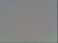 Hypsibius dujardini image